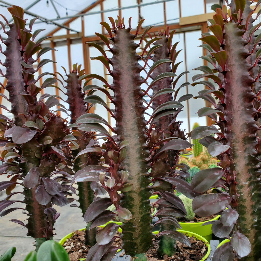 Euphorbia Trigona 'Rubra'