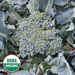 Broccoli, Calabrese (Organic) Seeds