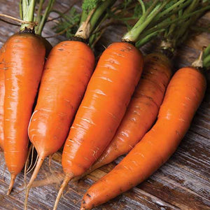 Carrot, Danvers Seeds