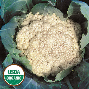 Cauliflower, Early Snowball (Organic) Seeds