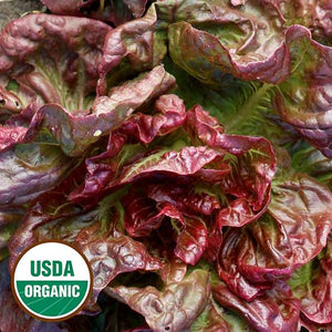 Lettuce, Yugoslavian Red Butterhead (Organic) Seeds