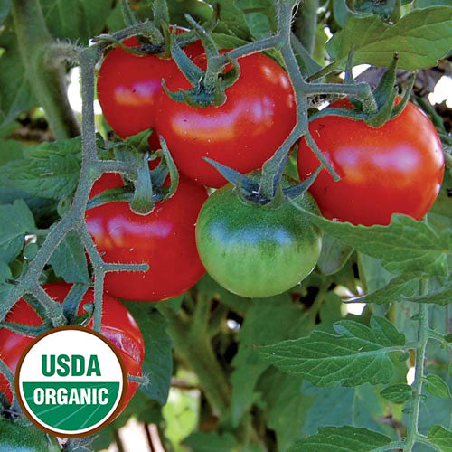 Tomato, Large Red Cherry (Organic) Seeds