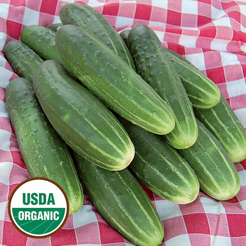 Cucumber, A & C Pickling (Organic) Seeds