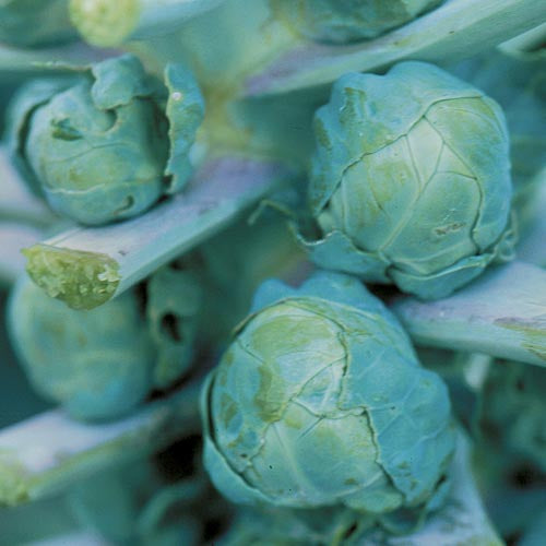 Brussels Sprouts, Long Island Improved Seeds