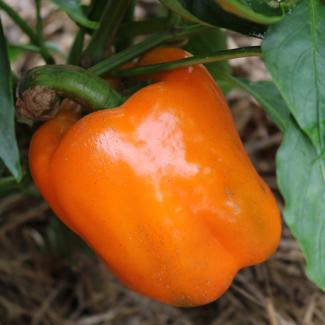 Pepper, Orange Bell Seeds