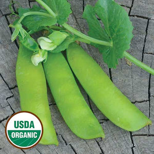 Pea, British Wonder (Organic) Seeds