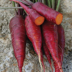 Carrot, Dragon Seeds