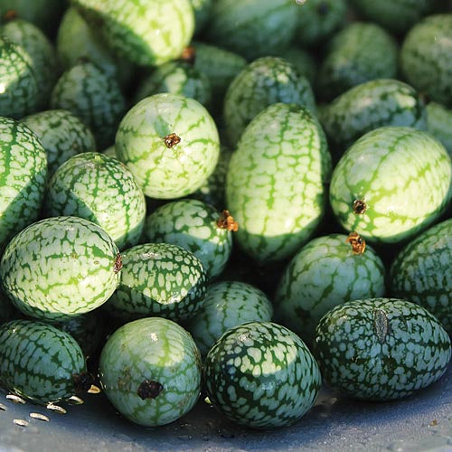 Cucumber, Mexican Sour Gherkin (Organic) Seeds