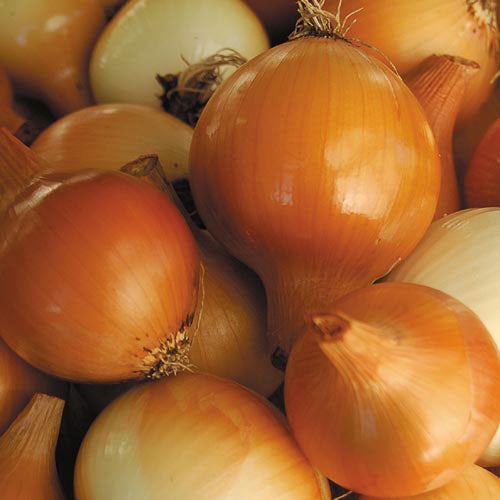 Onion, Yellow of Parma Seeds
