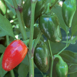 Pepper, Jalapeno Travelers Strain Seeds