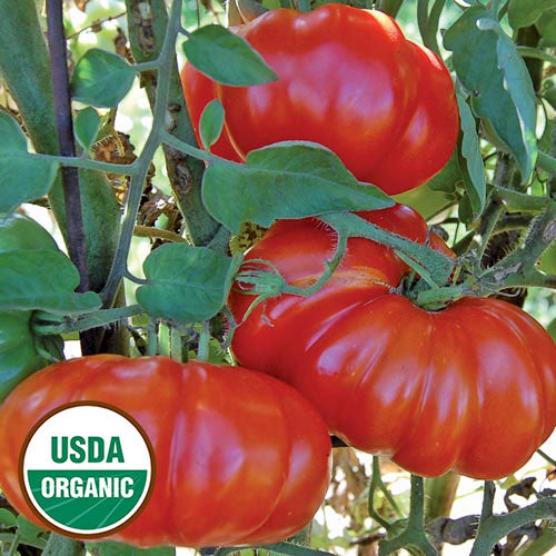 Tomato, Rosso Sicilian (Organic) Seeds