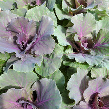 Load image into Gallery viewer, Pigeon Cabbage &#39;Color Up Purple&#39;
