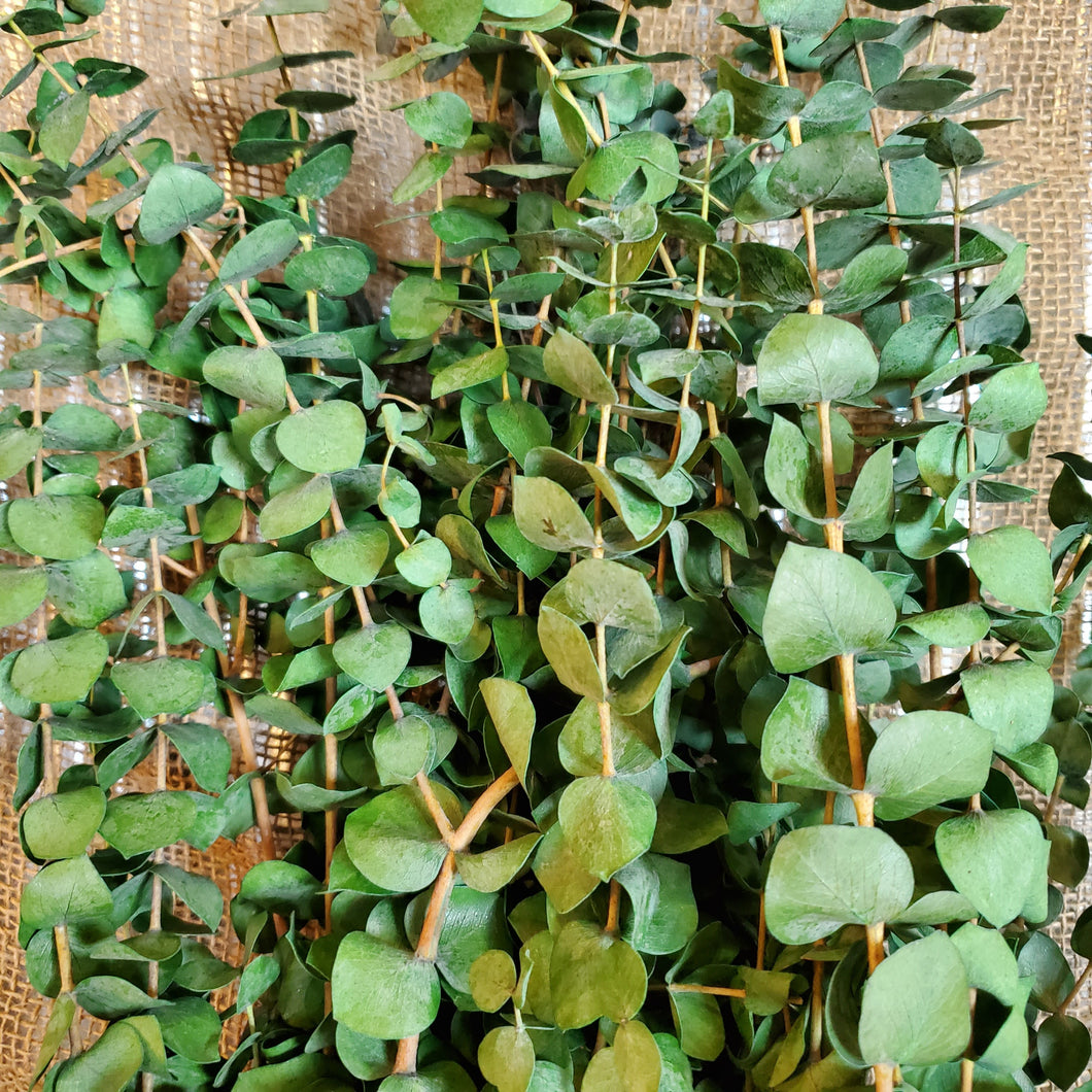 Eucalyptus Polished Kiwi Bundle