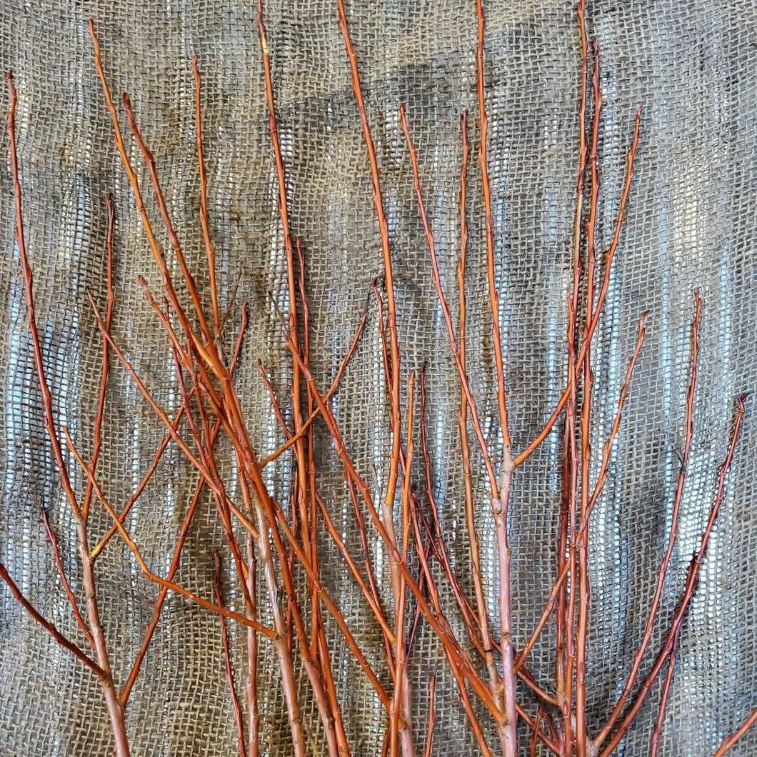 4' Flame Willow Bundle