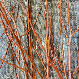4' Flame Willow Bundle