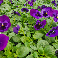 Load image into Gallery viewer, Pansy Jumbo 6-Pack
