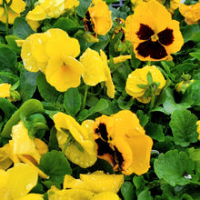 Load image into Gallery viewer, Pansy Jumbo 6-Pack
