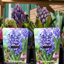 Load image into Gallery viewer, Sprouted Hyacinth Bulb
