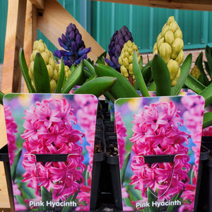 Sprouted Hyacinth Bulb
