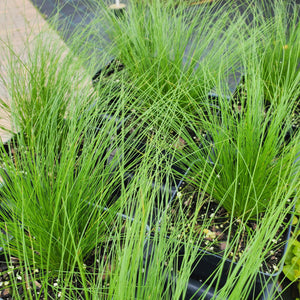 Isolepsis (Scirpus) cernus "Fiber Optic Grass"