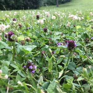 Bee Lawn Seed Mix