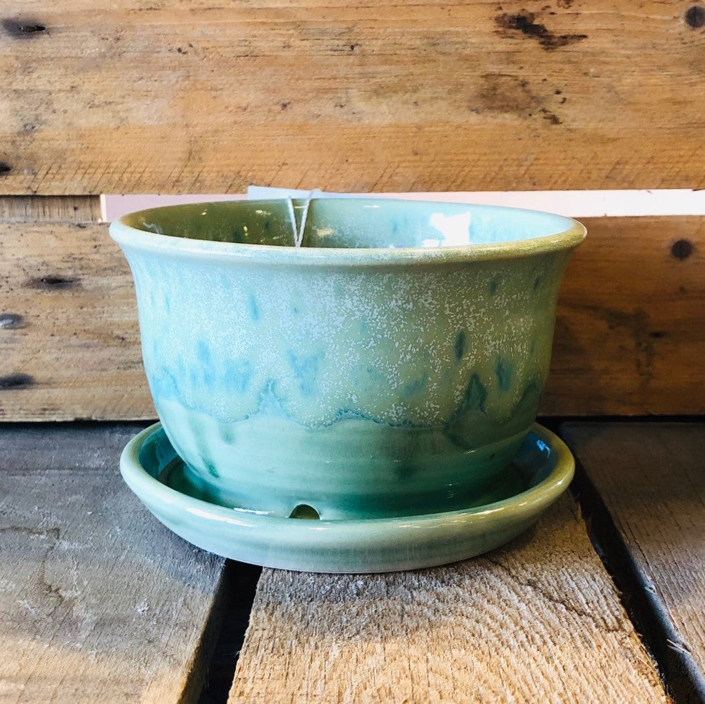 Lime Knot Evergreen Day Pot