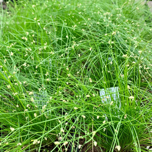 Isolepsis (Scirpus) cernus "Fiber Optic Grass"